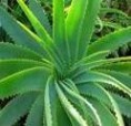 /album/photogallery/aloe-vera-jpg/